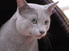 dsc_0221.jpg